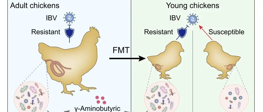 iMetaOmics | 中山大学曹永长组-解析微生物增强鸡抗病毒感染能力的机制