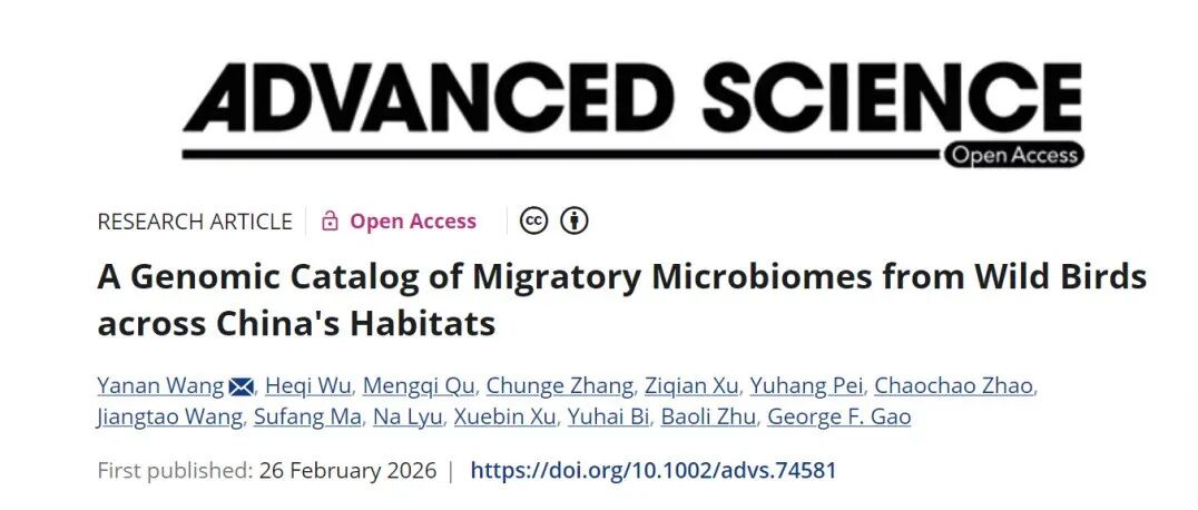 河南农大王亚楠教授在《Adv Sci》发布中国跨境迁徙候鸟微生物基因组和基因目录，解码耐药与微生物“暗物质”
