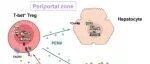 Hepatology | 免疫细胞跨界当“导师”！北京大学葛青团队发现T细胞分泌脑啡肽，指导新生儿肝脏发育成熟