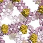 Science | 疫苗2.0：DNA折纸疫苗精准引导生发中心，产生超强抗体