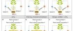 New Phytologist | 冯继广研究员和朱彪教授发文揭示全球变化对根际激发效应的影响与机制