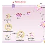Autophagy | 华中科技大学金肆团队提出“靶向自噬降解”治疗新概念:可编程多肽实现特定蛋白清除,为糖尿病血管病提供精准疗法蓝图