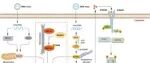Cell子刊 | 苏州大学齐兴梅/熊思东等团队合作发现免疫系统的“信号增强器”:激酶MARK2为干扰素通路装上“扩音器”和“自循环开关”