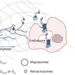Nature子刊 | 华中科技大学刘剑峰/许婵娟描绘细胞通讯新通路：黏附GPCR驱动囊泡“快递”自身，介导癌症血管生成信号远程“劫持”