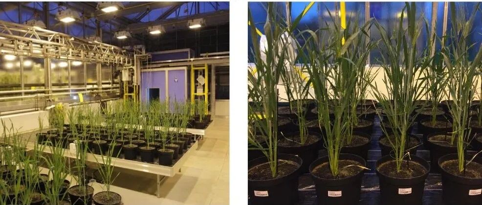 在植物学顶级期刊Molecular Plant、Nature Plants上发表论文，这个实验室总结9篇植物胁迫研究论文