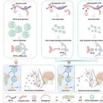 Autophagy | 南京医科大学郭舒瑜/徐荣耀等发现相分离新功能：驱动线粒体自噬，调控颅面骨发育