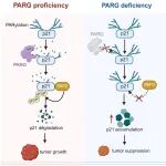 JCI | 程向东/叶足/荆吉首次揭示胃癌进展全新机制：PARG去PAR化“解锁”p21降解开关，重塑胃癌细胞周期调控范式