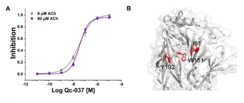 中国海洋大学于日磊课题组在新型芋螺毒素镇痛分子发现与机制研究方面取得新进展