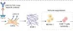 Cancer Res | 瓦解肿瘤的“钢筋水泥”！北京大学张泽民/朱琳楠发现靶向CAF关键蛋白LRRC15，可释放被禁锢的免疫细胞