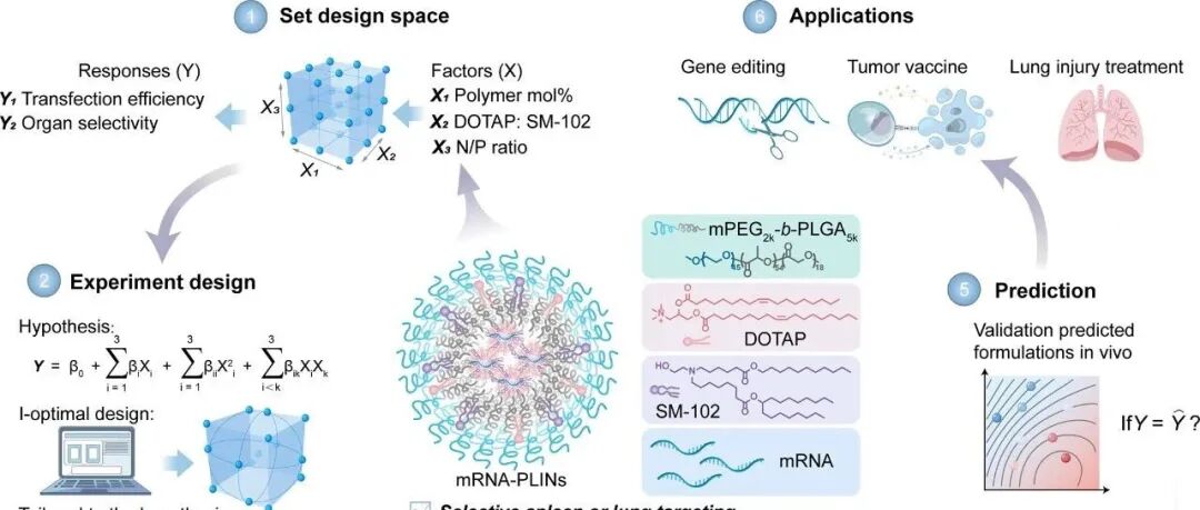 【JACS】定量设计策略赋能聚合物-脂质集成纳米颗粒实现器官选择性mRNA递送