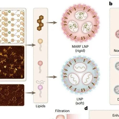山东第一医科大学陈小元团队合作最新Nature大子刊
