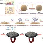 Analytica Chimica Acta｜福建医科大学健康学院钟光贤教授团队：基于外泌体膜DNA聚合驱动的磁电化学适配体传感器用于骨肉瘤检测