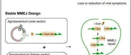 PBJ\u00A0|\u00A0湖北大学杨秋颖课题组开发基于微同源重组的植物DNA病毒侵染性克隆稳定构建系统