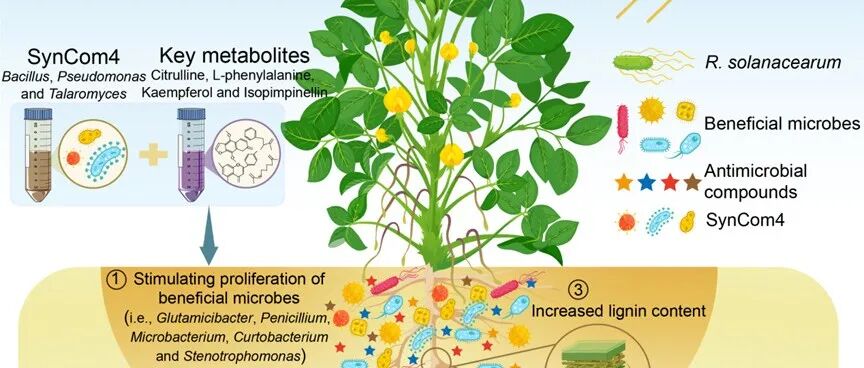 花生青枯病| PLANT COM: 合成群落和关键代谢物驱动根际关键微生物富集抑制花生青枯病
