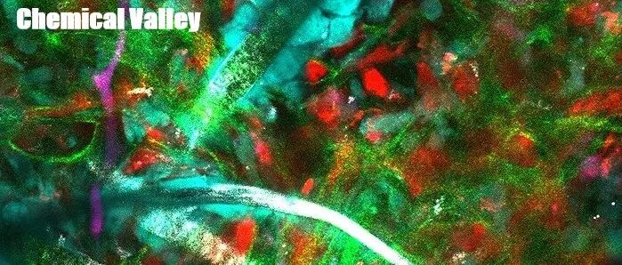南华大学黄俊课题组：两步环化-官能化策略全合成四种五环高前阿朴啡生物碱