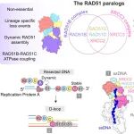 破解长期谜团！《Science》揭示癌症相关蛋白RAD51同源物形成两种功能迥异的四聚体，分工完成DNA修复