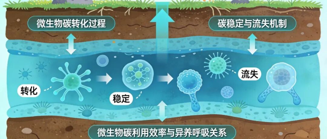 土壤碳循环近年研究方向和趋势分析