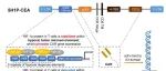 Nat Cancer | 浙江大学方维佳等开发缺氧响应型CEA-CAR T，腹腔/静脉双路径重构实体瘤CAR-T治疗策略