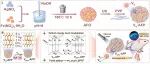 Biomaterials | 山西医科大学张瑞平/曲波涛开发“双锁”纳米平台，实现NIR-II光热/铁死亡/免疫治疗协同，强力对抗结直肠癌