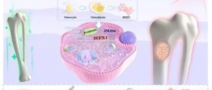 J Nanobiotechnol\u00A0｜ 吉林大学王元一/杨麒巍/郑州大学周南： 稳态表型BMSC分泌的sEV通过传递JMJD6实现“抗衰老-促成骨”双重功能
