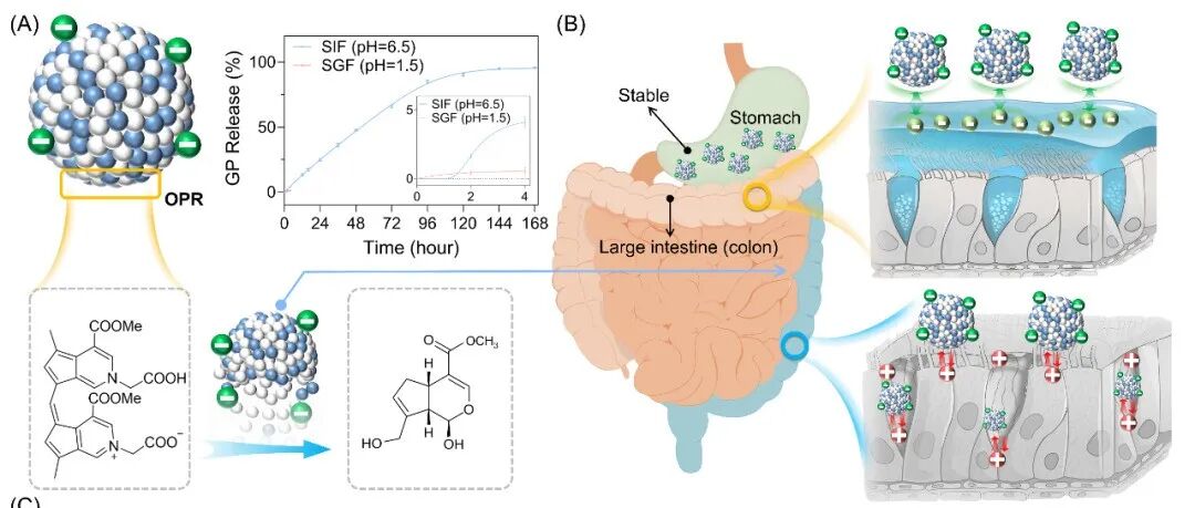iMeta | 中南大学艾可龙组-靶向抑制UCP2阻断IBD-CDI恶性循环