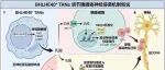 【2026青年项目修改案例】BHLHE40\u207A中性粒细胞糖酵解-乳酸轴驱动胰腺癌神经周围侵袭的机制