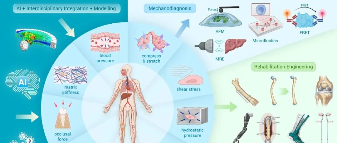 The Innovation | 生物力学与力学生物学：驱动健康与医学变革的重要力量
