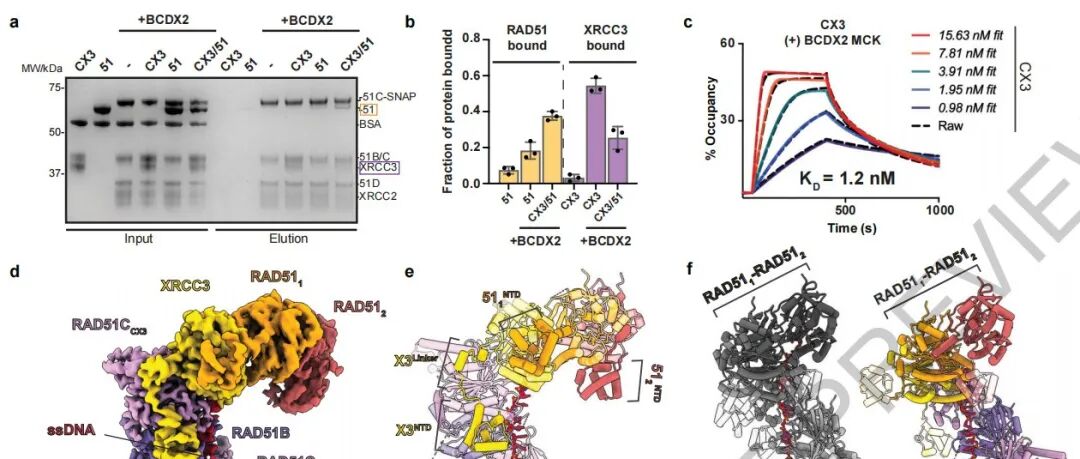 DNA修复“黑匣子”被打开！《Science》+《Nature》共同发现RAD51同系蛋白超复合体原子结构，破解癌症易感之谜