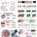 Nature子刊 | 上海交通大学陈晓军等开发首个眼科手术视频基础模型，实现手术识别与实时导航