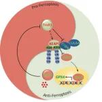 Cell Death & Differ | 铁死亡调控新轴！哈尔滨工业大学高明辉发现TrxR1稳定KEAP1促NRF2降解，下调GPX4增强癌细胞死亡敏感性