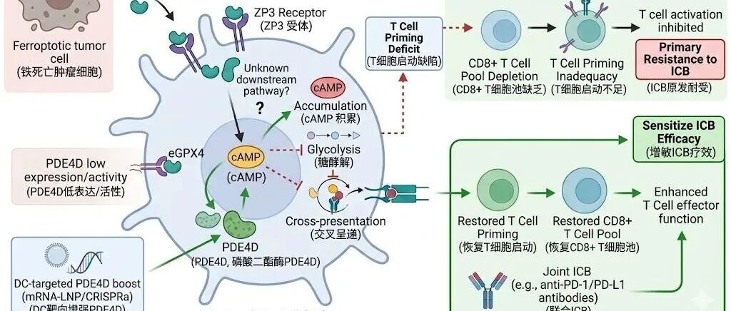 【2026年面上初稿】PDE4D调控cAMP清除解除GPX4–ZP3介导的树突状细胞代谢抑制并逆转肝细胞癌免疫治疗原发耐受的机制研究
