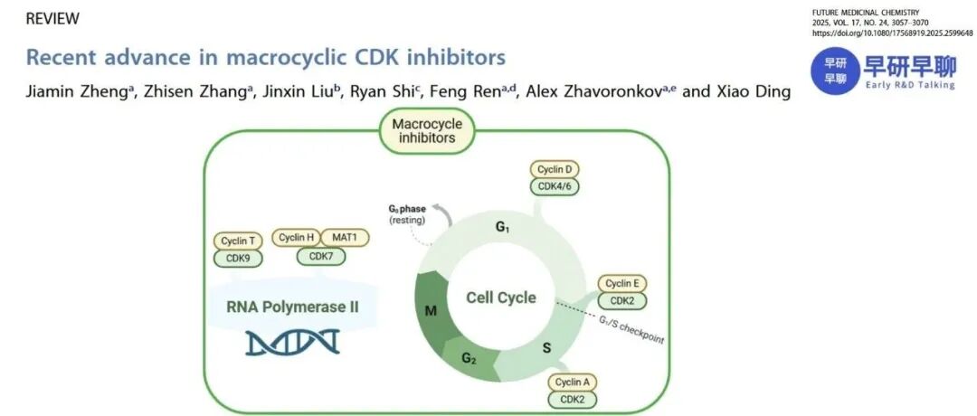 小分子大环化：CDK大环抑制剂
