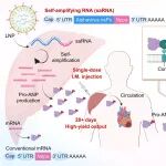 Science | 单次注射，长效守护：程柯团队报道新型自我扩增RNA疗法，为心肌梗死提供持续心脏保护