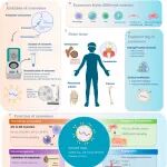 Biomaterials Research|山西医科大学任秀云团队:\u00A0外泌体作为骨免疫微环境的精确调节剂：骨再生的工程策略