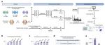Nature子刊 | 四川大学戴伦治/赵毅利用瓜氨酸化修饰组学新技术，解码RA的"自身免疫密码"