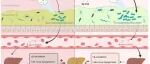 Hepatology | 花青素如何护肝？中国学者揭秘：富集肠道“益生菌”罗伊氏乳杆菌，重塑胆汁酸激活肝脏信号