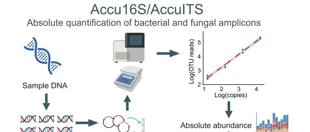 iMeta | 基因组所刘永鑫组/昊为泰生物-发布微生物扩增子绝对定量方法Accu16S/AccuITS