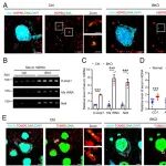 PNAS | 华中科技大学宋质银团队发现癫痫的“代谢放大器”：线粒体损伤触发免疫警报，星形胶质细胞“疯狂”产丝氨酸，最终点燃神经元