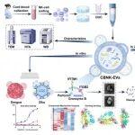 Bioactive Materials｜南方医科大学刘叔文/邹敏/区彩文团队：脐血NK细胞外囊泡的抗寨卡病毒活性与应用前景