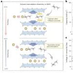 香港城市大学：钠离子电池正极材料 | Nature Energy