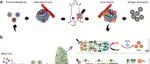 ACS Nano | 清华王训团队开发超薄纳米叶，ROS生成提升30倍，攻克声动力治疗缺氧与催化剂消耗难题