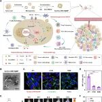 ACS Nano | 哈尔滨工业大学杨奎琨团队开发仿生微颗粒，阻断乳酸外排“一石二鸟”，同时扰乱肿瘤内外pH协同抗癌