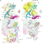 Nature | 背靠背！细菌的“万能转录钥匙”：畅磊福等合作发现天然CRISPR系统变身基因激活器，可按RNA指令打开基因表达
