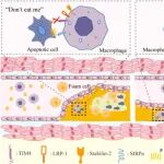 Biomaterials | 双重信号“策反”巨噬细胞！四川大学易强英/康珂构建仿生纳米平台，通过增强胞葬作用精准治疗动脉粥样硬化