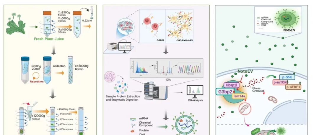J Nanobiotechnology｜麦鸿成/唐亚梅/逯丹：三七来源细胞外囊泡样纳米颗粒跨界递送miRNA修复缺血性脑卒中神经元功能