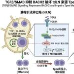 面上项目评估与详细修改意见【TGFβ-BACH2轴调控肿瘤引流淋巴结Tpex细胞干性重塑及免疫治疗增效的机制研究】