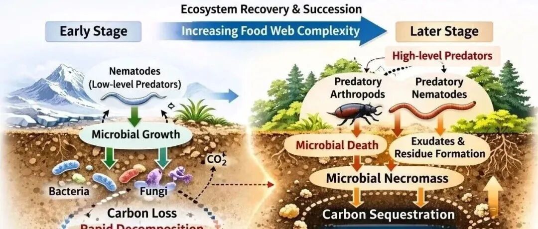 GCB特邀评论 | 中国科学院华南植物园刘占锋团队：土壤食物网调控生态演替中的碳持久性