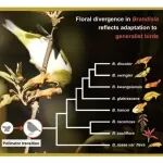 Journal of Systematics and Evolution | 我刊编委顾问孙航团队揭示亚洲鸟媒植物来江藤属花性状进化