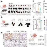Cancer Res | 湖南大学唐小龙团队发现肿瘤“双面”受体ADGRL4！应激下它抑制生长却促血管生成，为治疗抵抗和复发提供新解