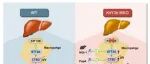 Hepatology | 巨噬细胞如何“教唆”肝细胞变坏？北京大学冼勋德团队揭示KIF13B缺失致CTSD分泌，通过THBS1驱动肝细胞脂变与炎症